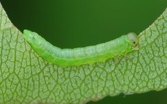 Pristiphora abbreviata