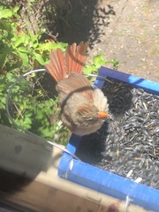 Cardinalis cardinalis