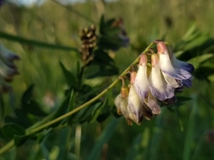 Vicia orobus