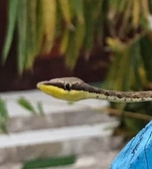 Dendrophidion percarinatum