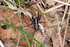 Alopecosa pulverulenta