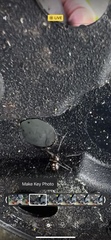 Steatoda grossa