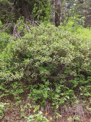 Ceanothus velutinus