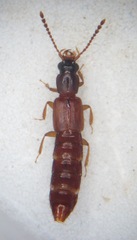 Manda mandibularis