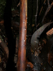 Xylaria filiformis