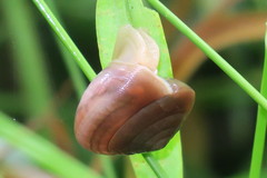 Quantula striata