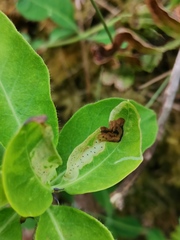 Aulagromyza hendeliana