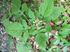 Dichrocephala integrifolia