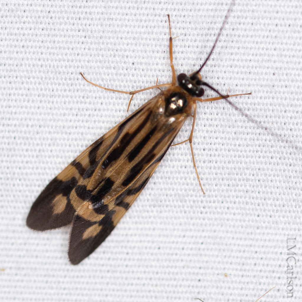 Zebra Caddisfly