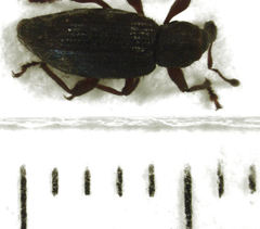 Gromilus exiguus