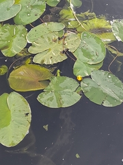 Nuphar lutea