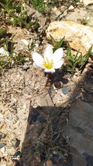 Zephyranthes concolor