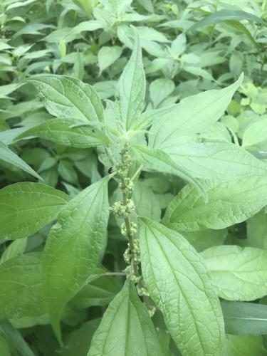 múrovník lekársky (Parietaria officinalis)
