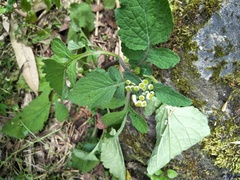 Dichrocephala integrifolia