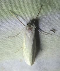 Rupela tinctella
