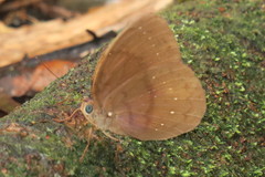 Faunis canens arcesilas