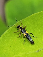 Trypherus frisoni