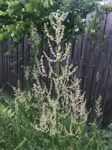štiav kytkokvetý (Rumex thyrsiflorus)