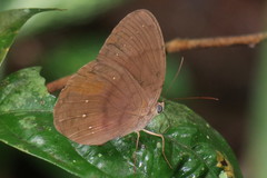 Faunis canens arcesilas