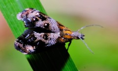 Tebenna gnaphaliella