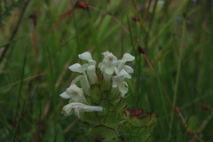 Prunella laciniata