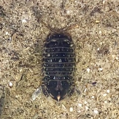 Sphaeromatoidea