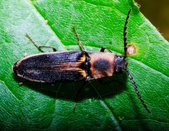 Megapenthes limbalis