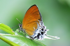 Eooxylides tharis distanti