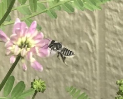 Megachile texana