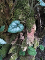 Rubus pectinellus