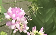 Megachile texana