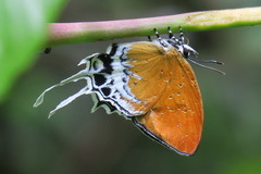 Eooxylides tharis distanti