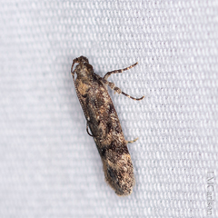 Chionodes formosella