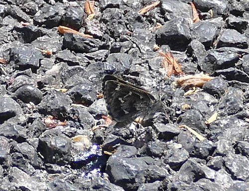 Python Skipper