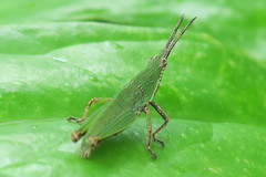 Pyrgomorphinae