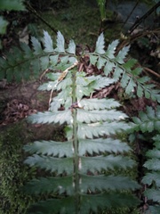 Polystichum hancockii