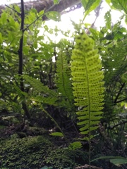 Polystichum hancockii