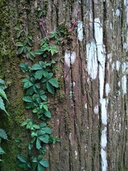 Tetrastigma obtectum glabrum