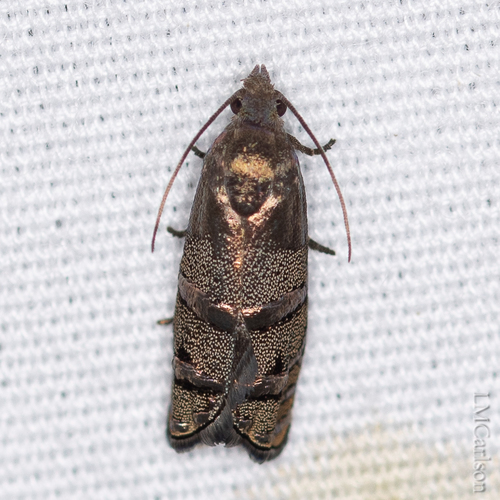 Eastern Pine Seedworm Moth photo 2