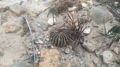 Echinofossulocactus phyllacanthus