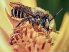 Megachile petulans