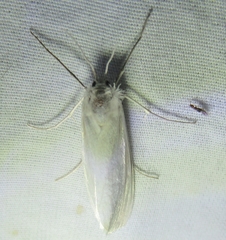 Rupela tinctella