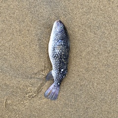 Arothron firmamentum