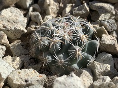 Sclerocactus nyensis