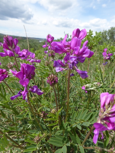 Boreal Sweet-vetch