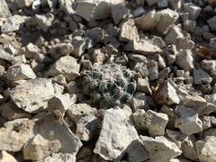 Sclerocactus nyensis