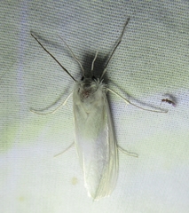 Rupela tinctella