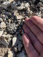 Sclerocactus nyensis