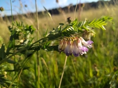 Vicia orobus