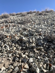 Sclerocactus nyensis